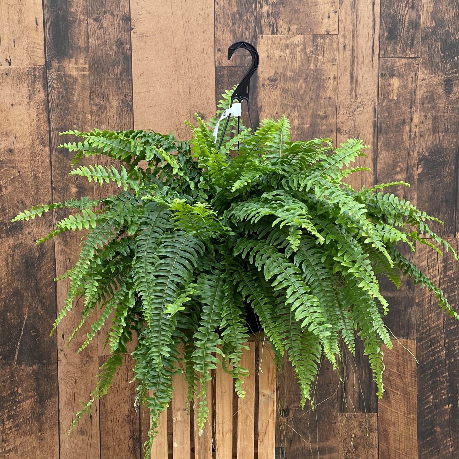 Dương xỉ lưỡi kiếm Boston fern (Nephrolepis exaltata) 3