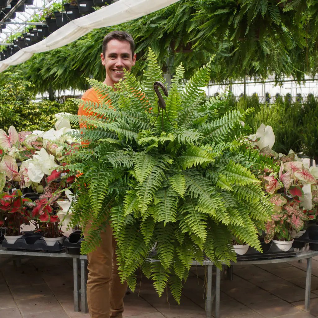 Dương xỉ lưỡi kiếm Boston fern (Nephrolepis exaltata) 2