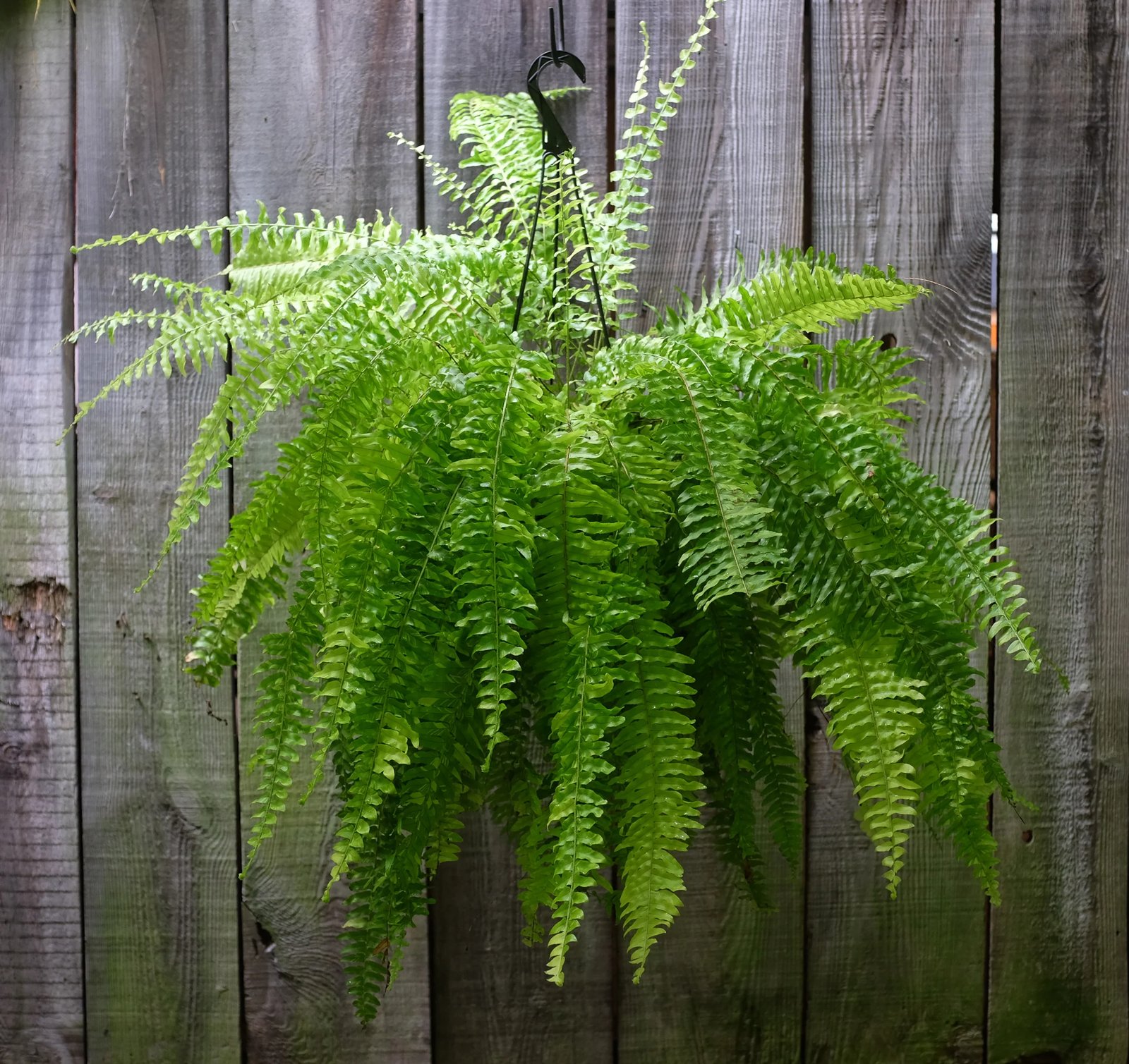 Dương xỉ lưỡi kiếm Boston fern (Nephrolepis exaltata)