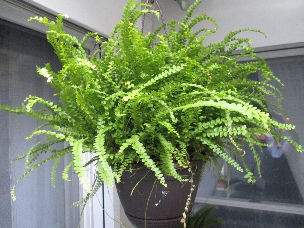 Dương xỉ lá me (Nephrolepis cordifolia) 2