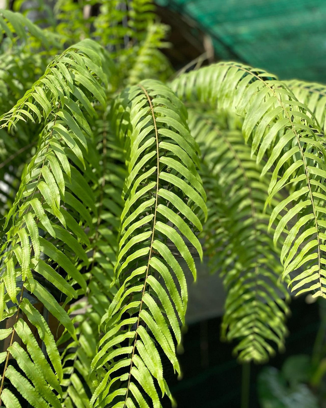 Dương xỉ thòng Thái - Sabai Nang (Nephrolepis) 2