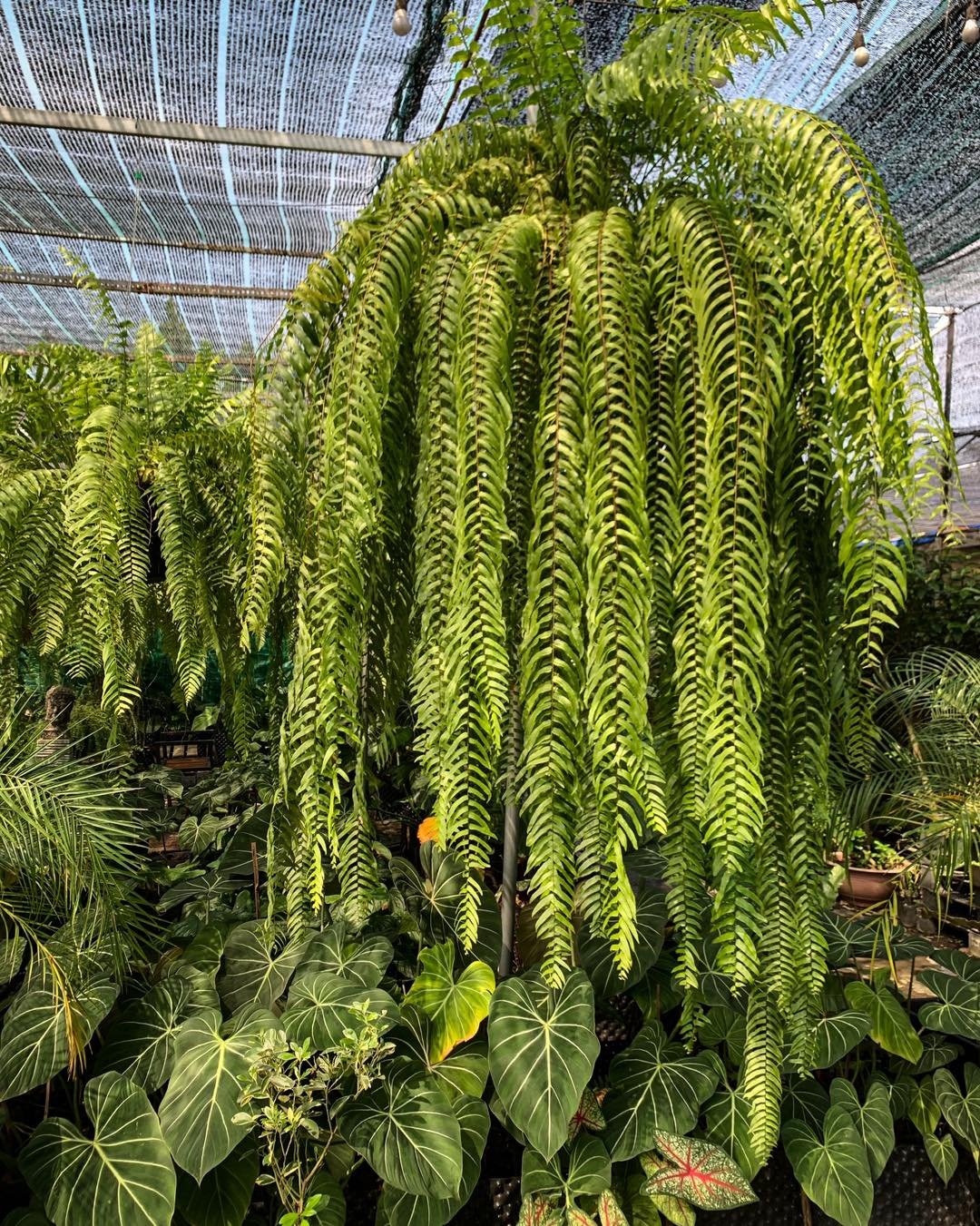 Dương xỉ thòng Thái - Sabai Nang (Nephrolepis)