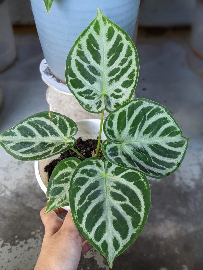 Anthurium Dorayaki Silver 2