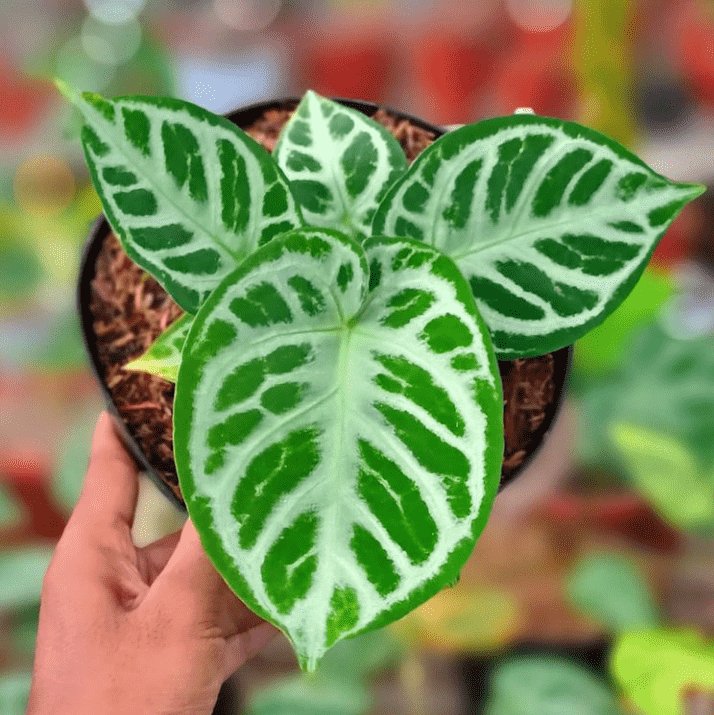 Anthurium Dorayaki Silver