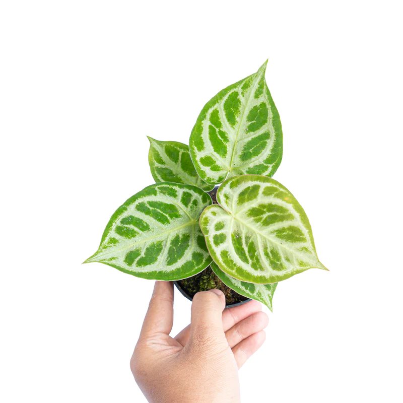 Anthurium Dorayaki Silver 3