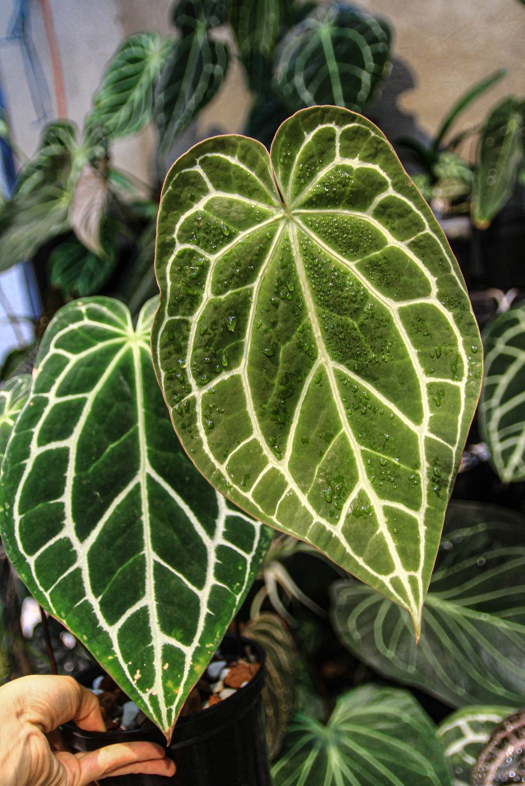 Anthurium Crystallinum Dark Ecuador 2