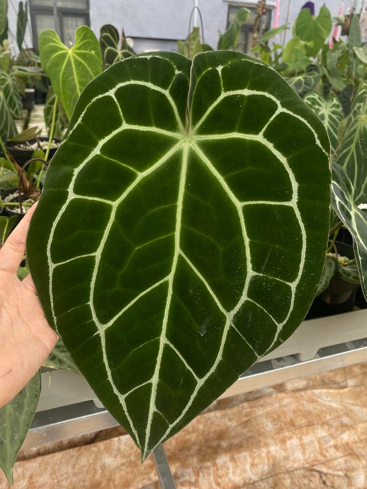 Anthurium Crystallinum Dark Ecuador 3