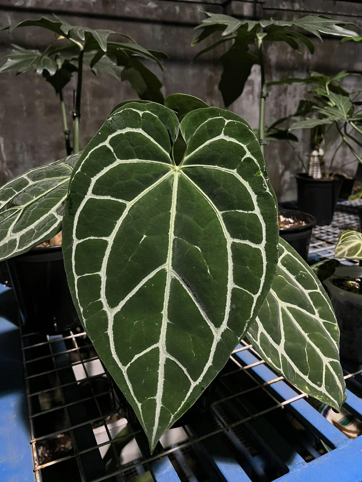 Anthurium Crystallinum Dark Ecuador