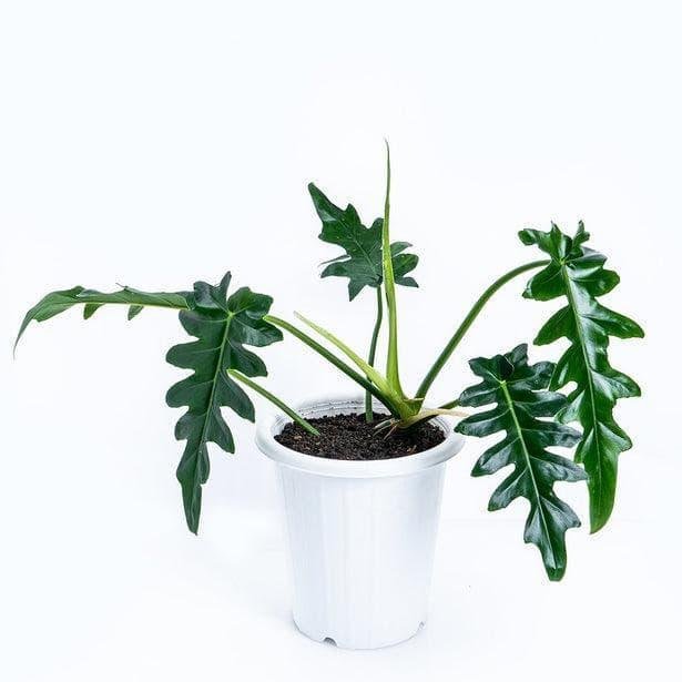 Philodendron Bob Cee (Bobcee)