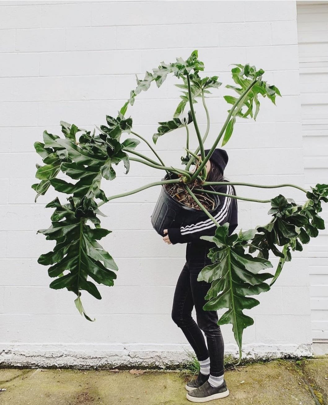 Philodendron Bob Cee (Bobcee) 2