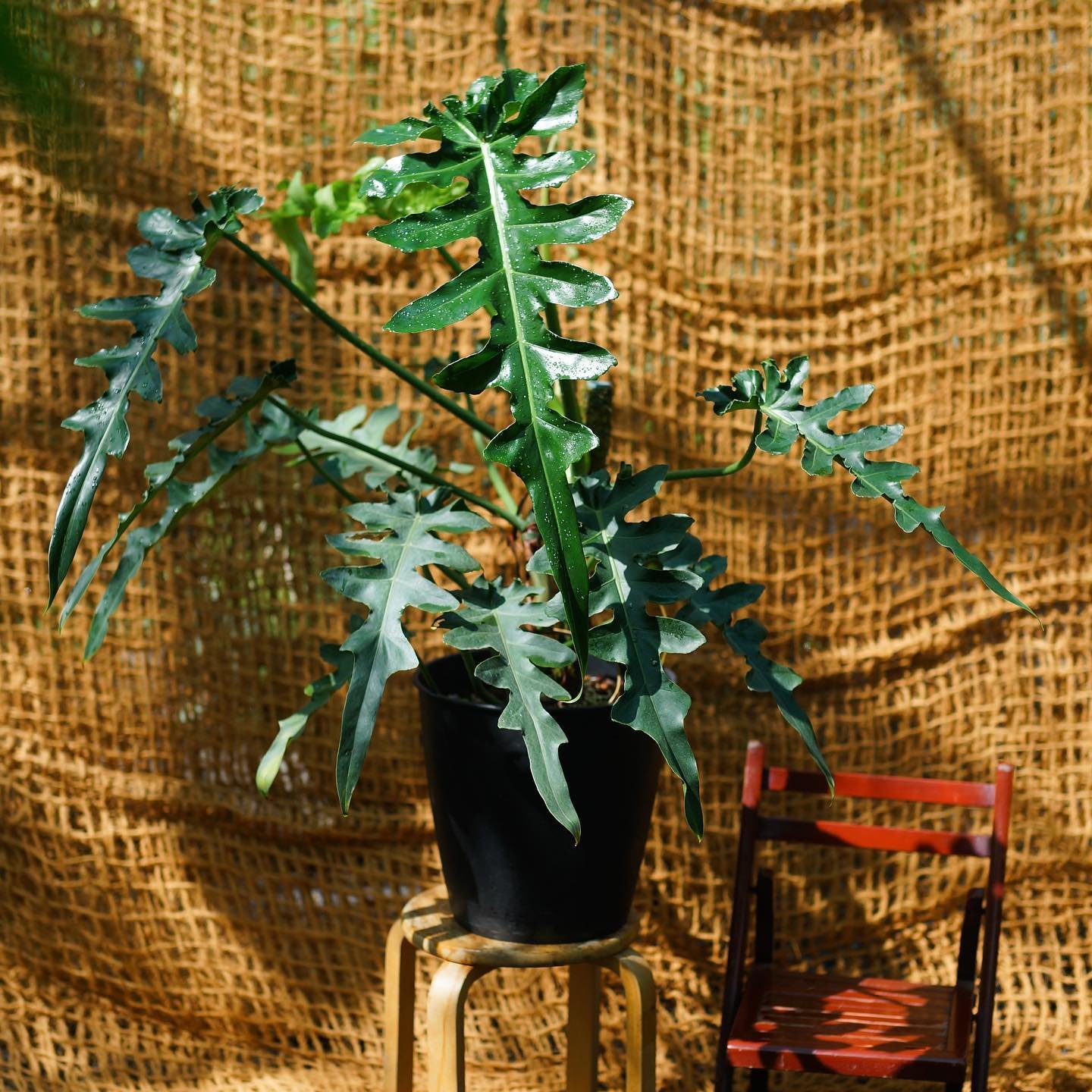 Philodendron Bob Cee (Bobcee) 3