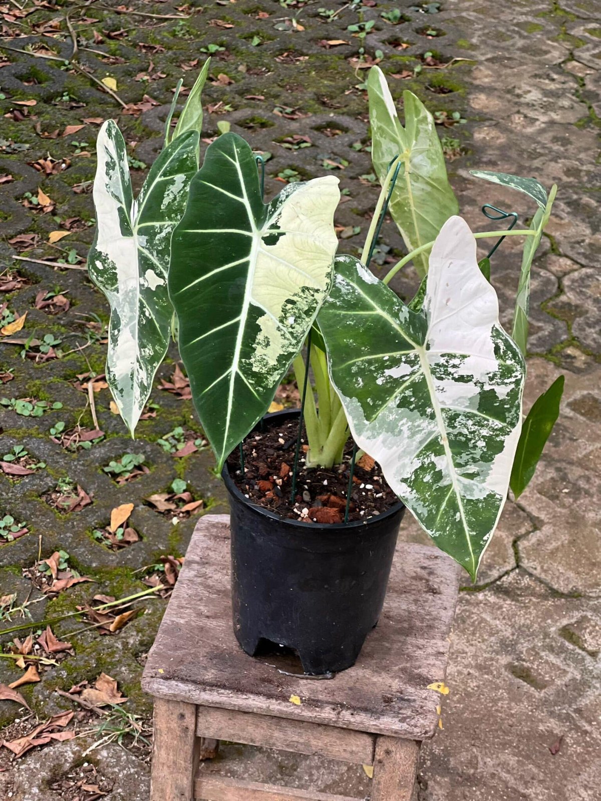 Alocasia Frydek variegated (var) 2
