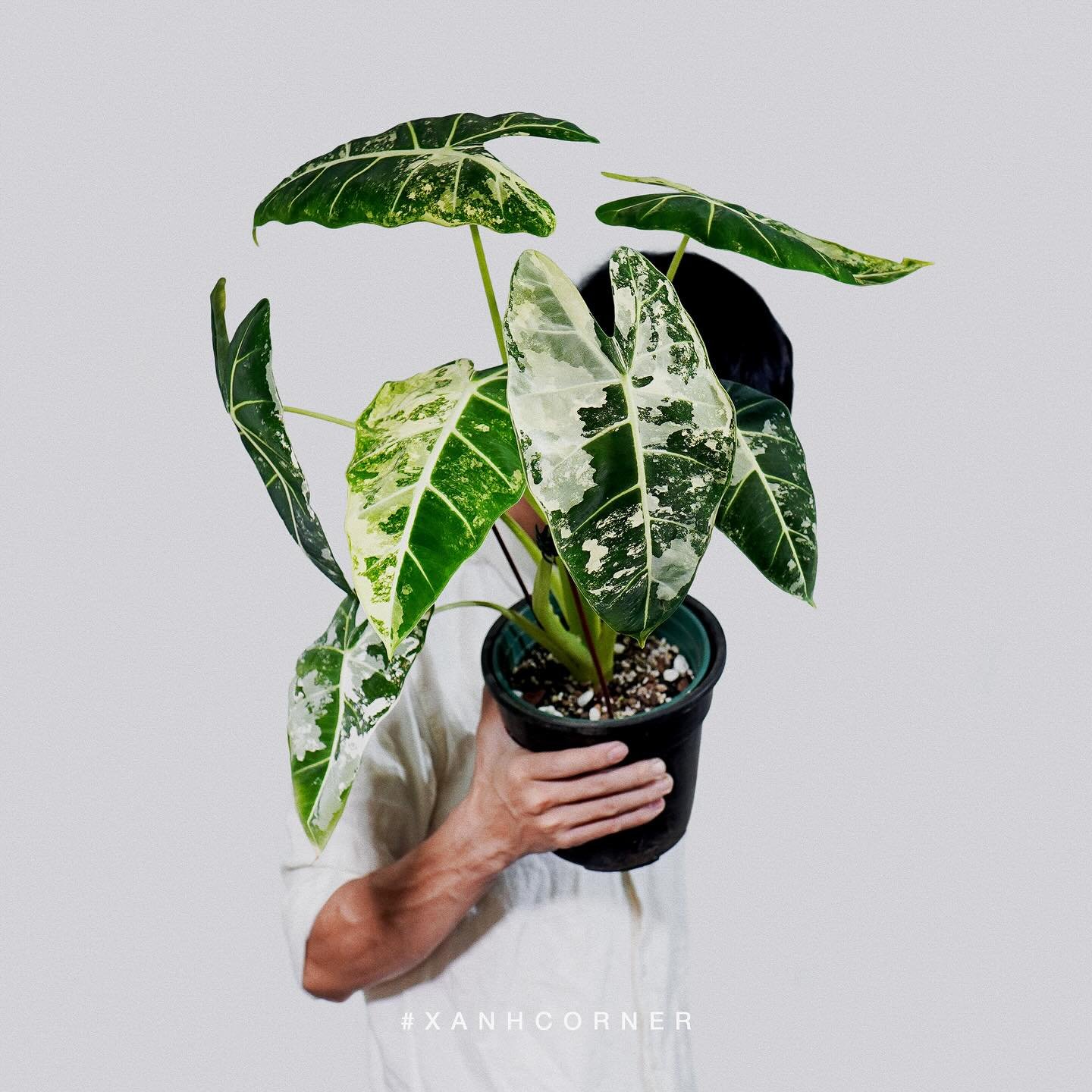 Alocasia Frydek variegated (var)