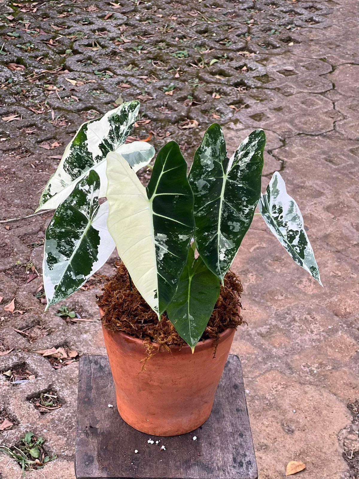 Alocasia Frydek variegated (var) 3