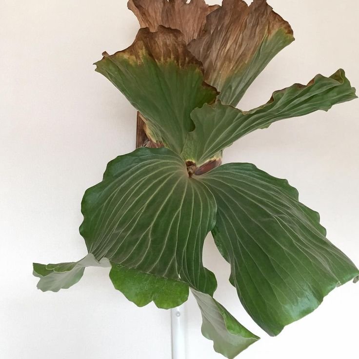 Platycerium Kankluay (Batman) 3