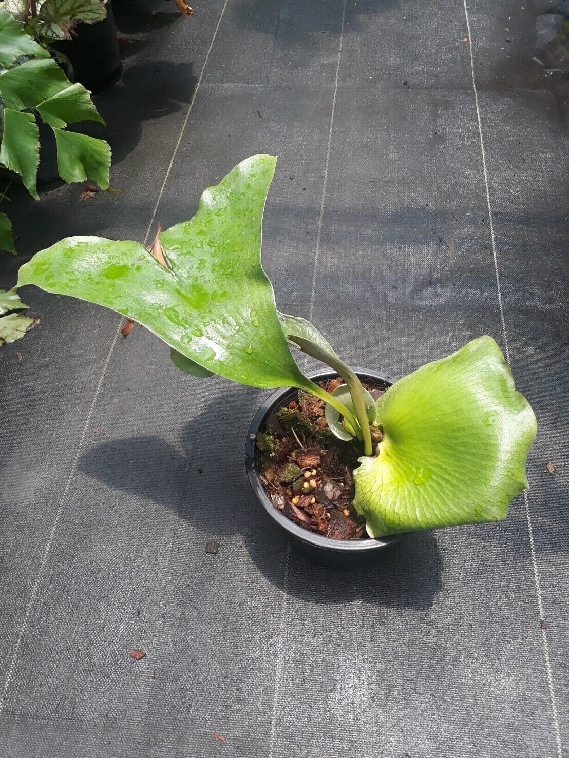 Platycerium Kankluay (Batman) 2