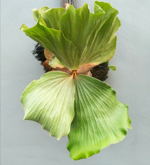 Platycerium Kankluay (Batman)