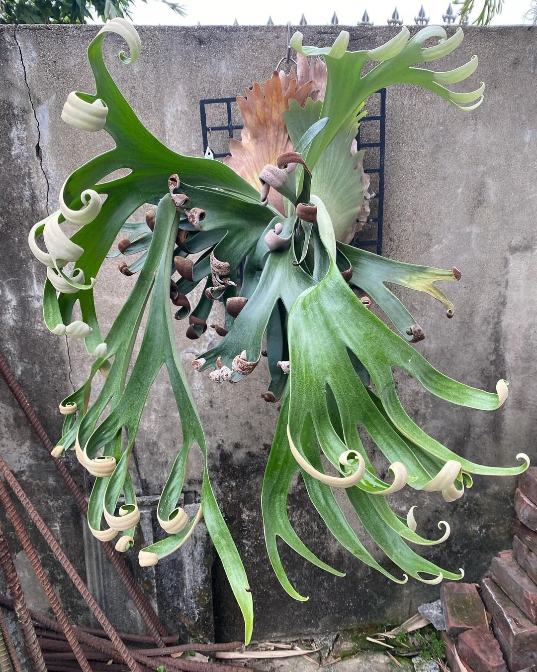 Platycerium Foongsiqi 2