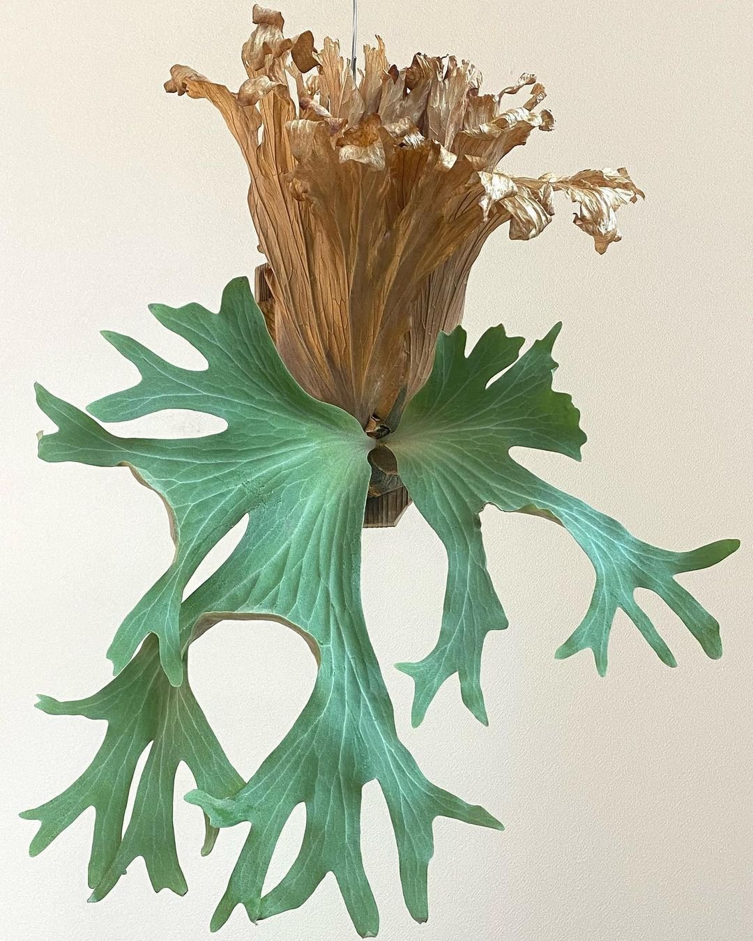 Platycerium Wallichii