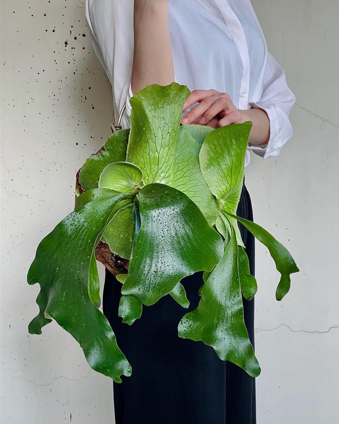 Platycerium Ellisii 2