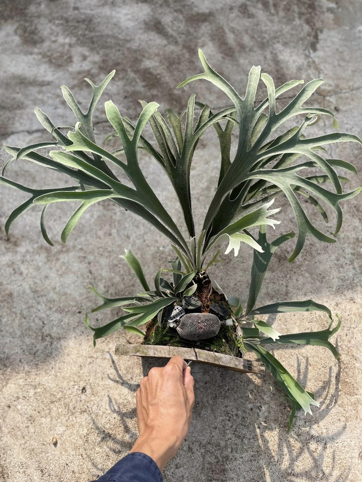 Platycerium Veitchii Wild OC