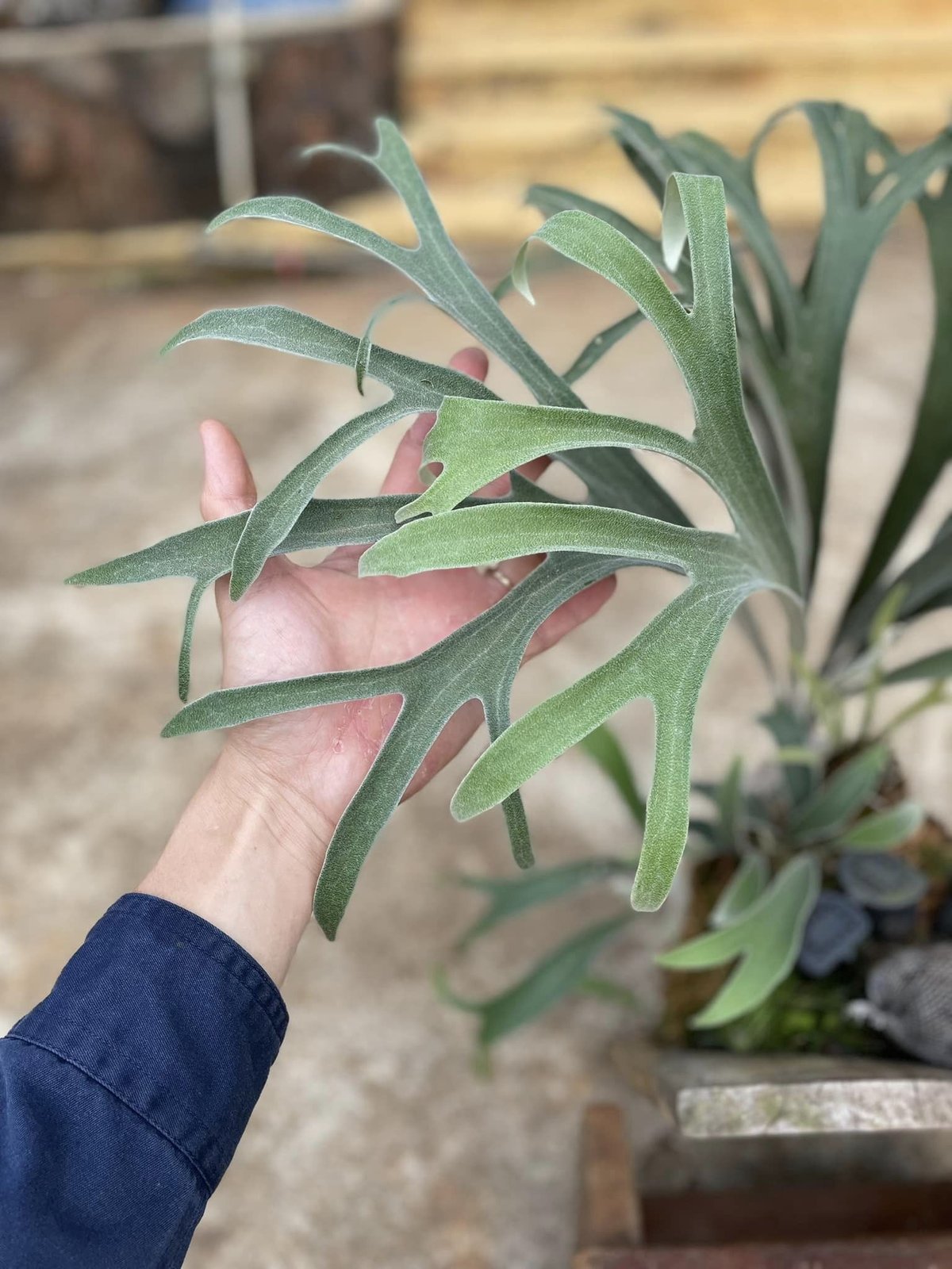 Platycerium Veitchii Wild OC 3