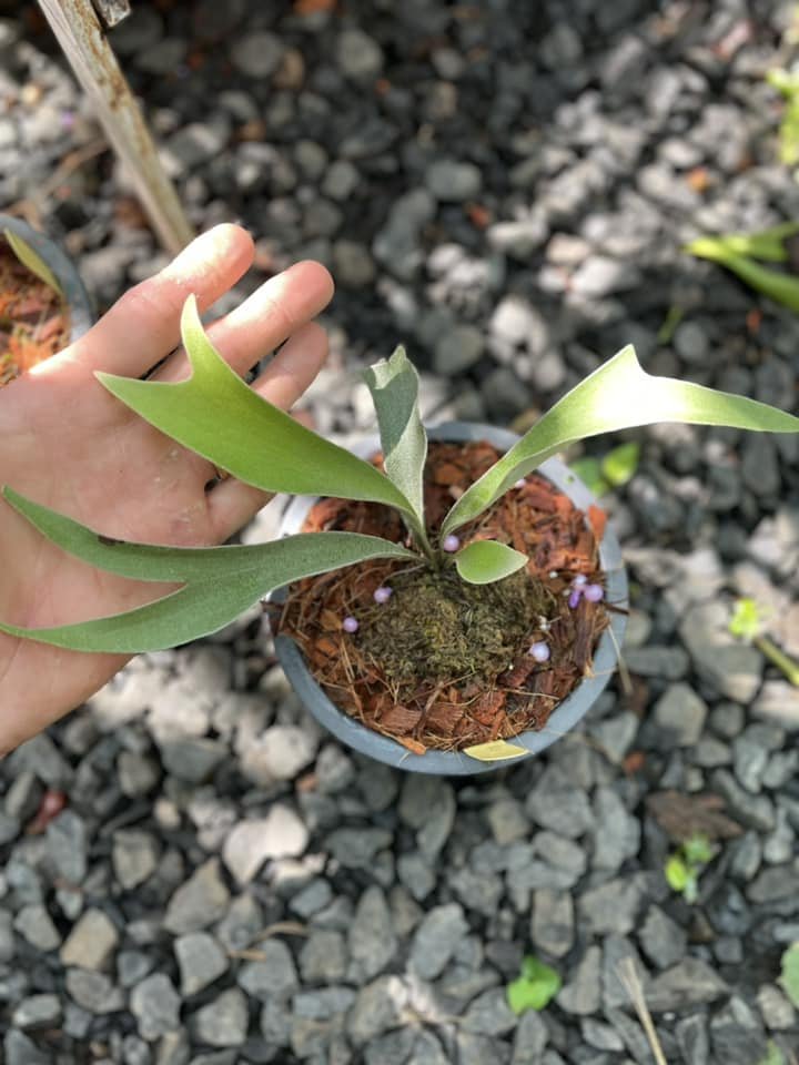 Platycerium Veitchii Wild OC 2