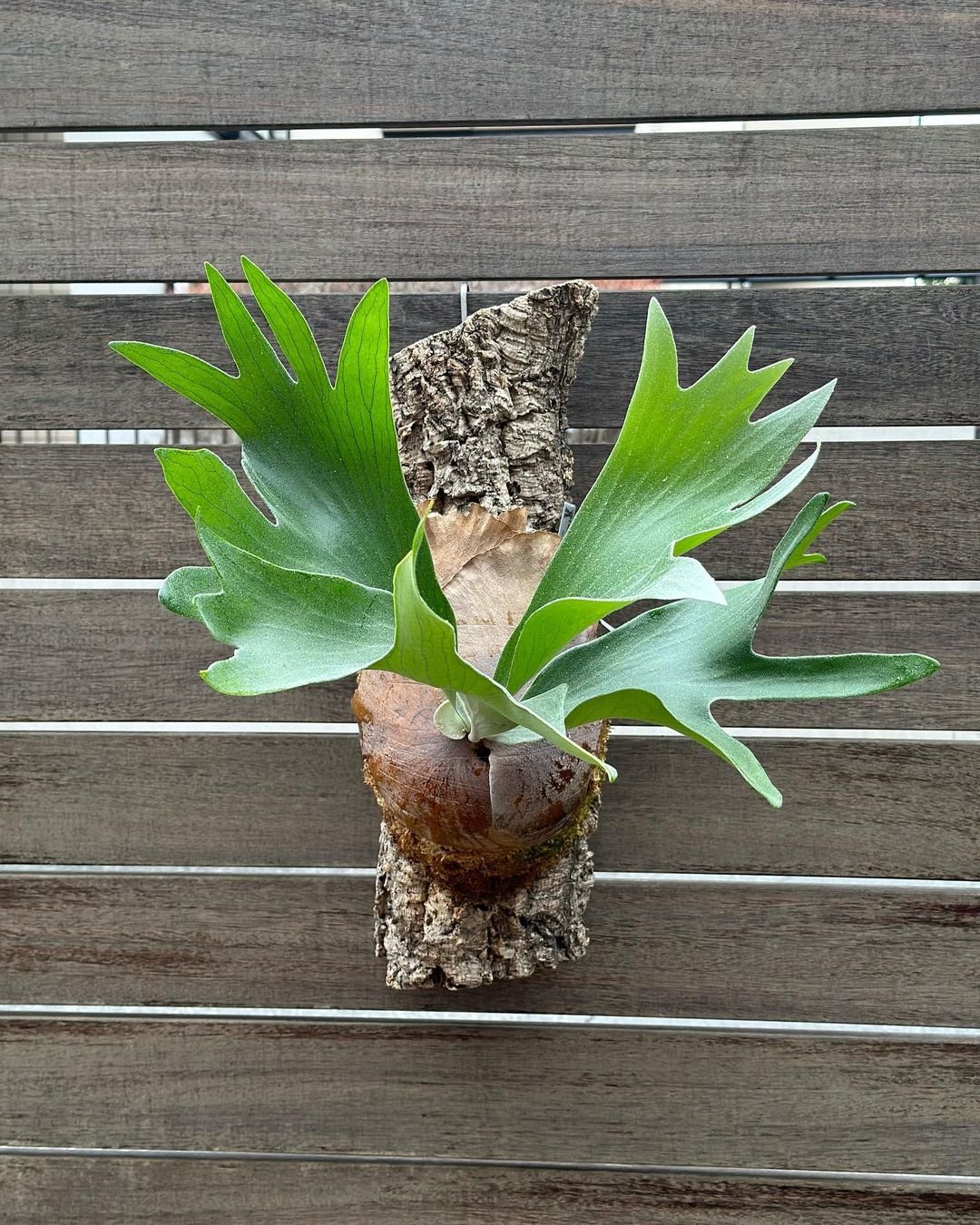 Platycerium Hillii