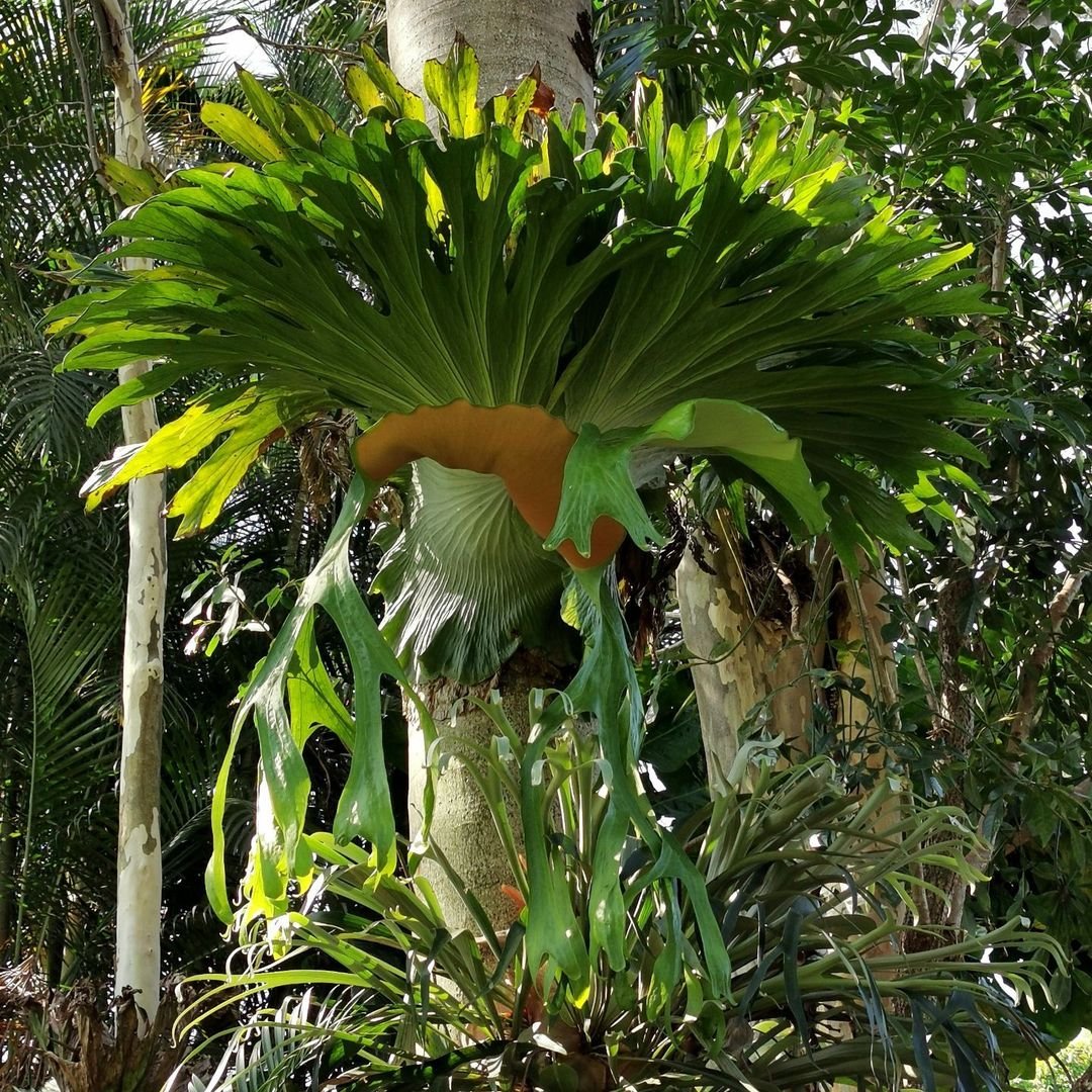 Platycerium Superbum 3
