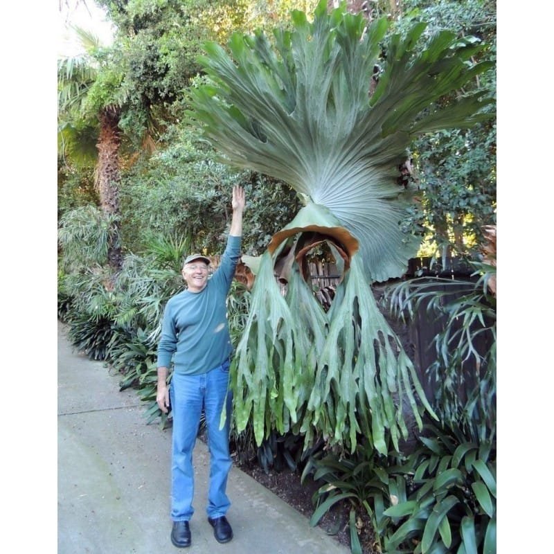 Platycerium Superbum 2