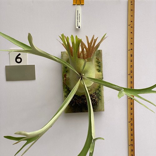 Platycerium Veitchii Lemonei Spore 3