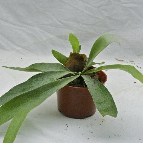 Platycerium Veitchii Lemonei Spore 2