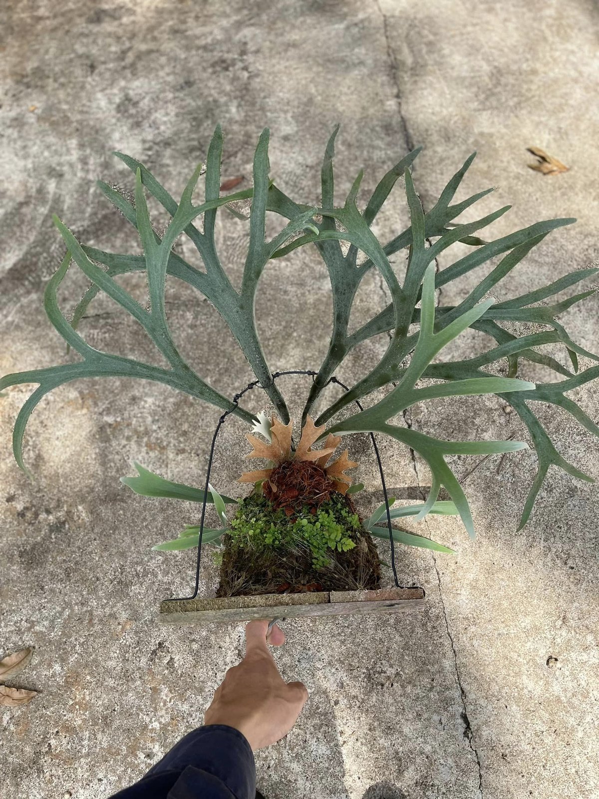 Platycerium Veitchii Lemonei Spore