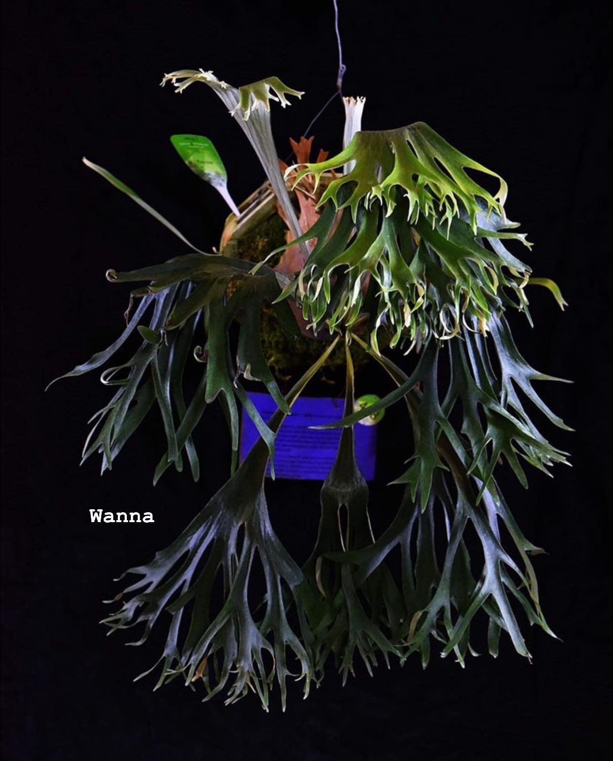 Platycerium Rydeen 3