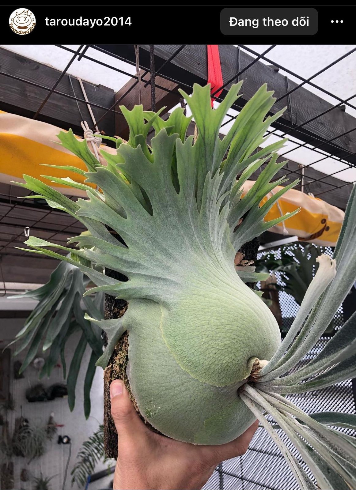 Platycerium Rydeen 2
