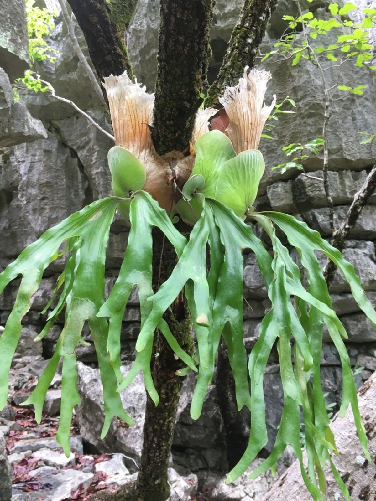 Platycerium Quadridichotomum