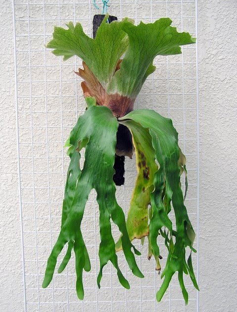 Platycerium Quadridichotomum 2