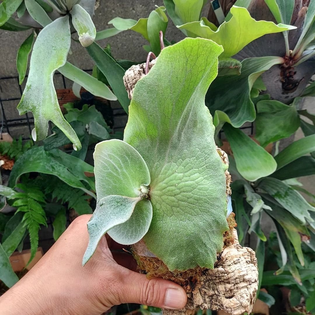 Platycerium Quadridichotomum 3