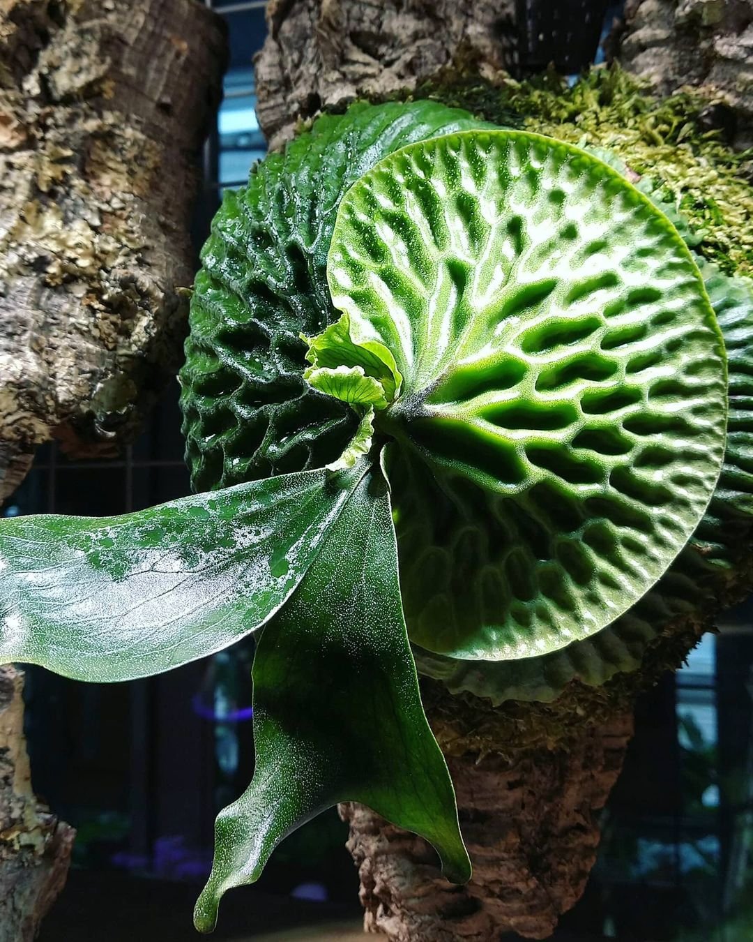 Platycerium Madagascariense