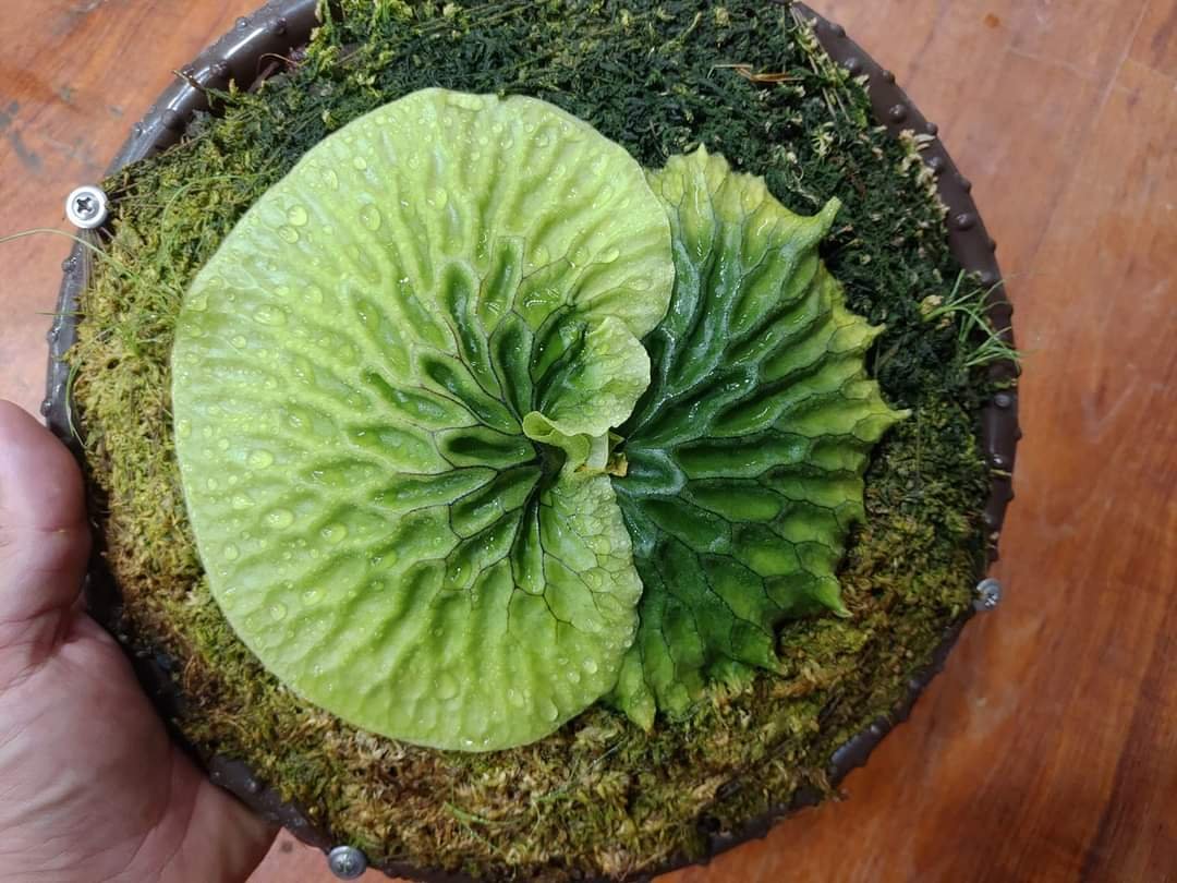 Platycerium Madagascariense 3