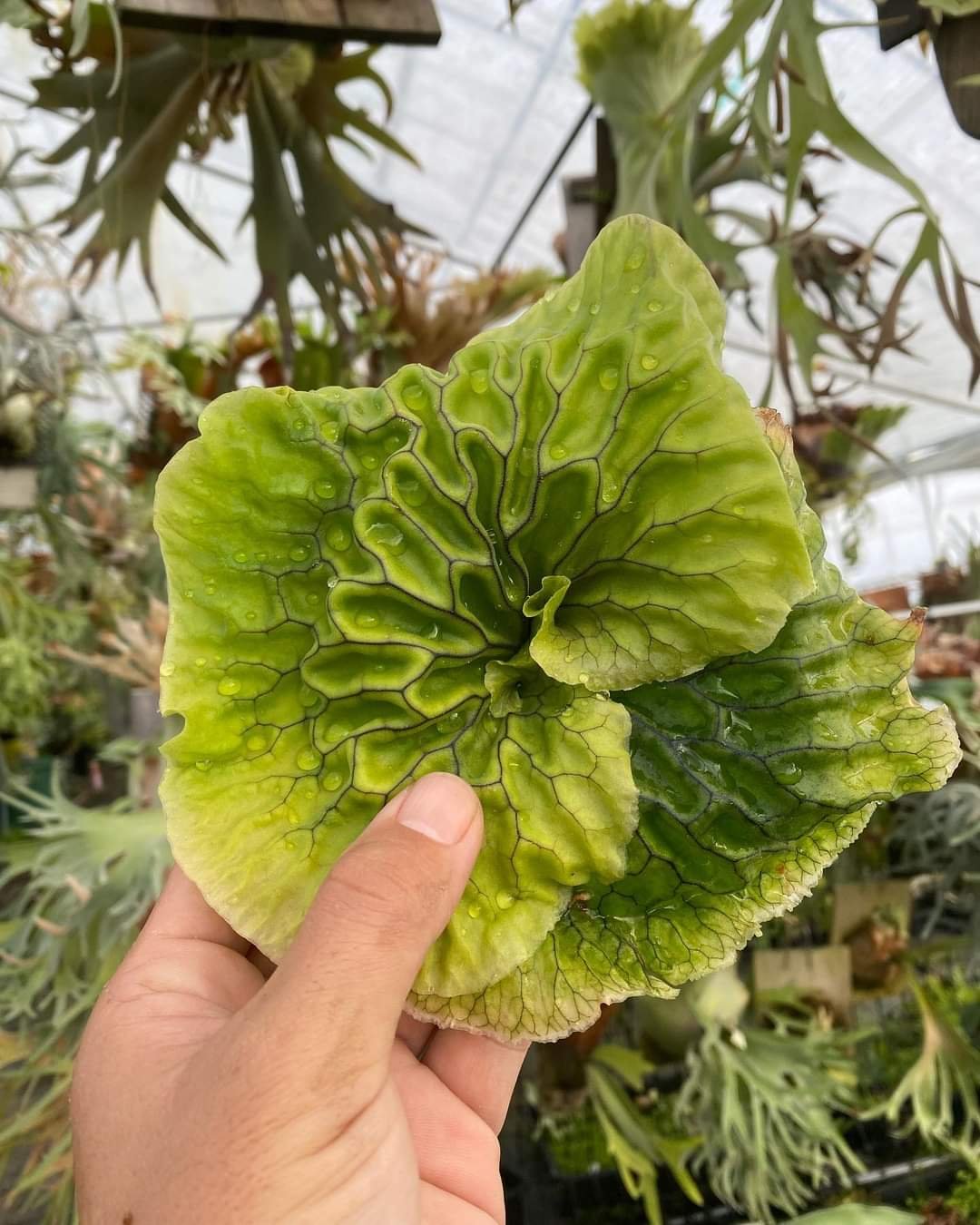 Platycerium Madagascariense 2
