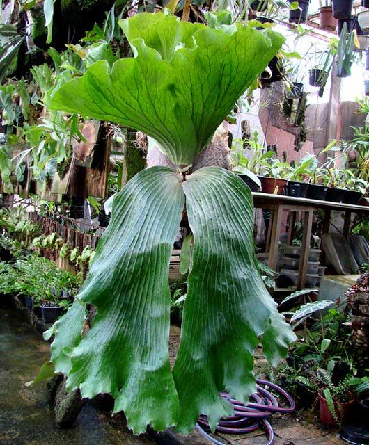 Platycerium Elemaria