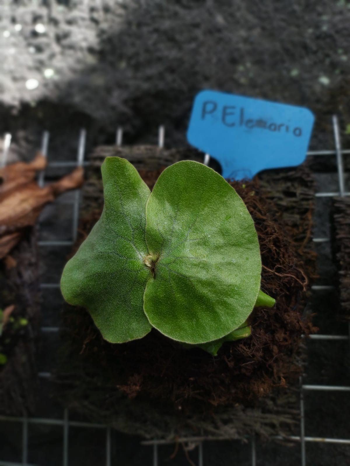 Platycerium Elemaria 3