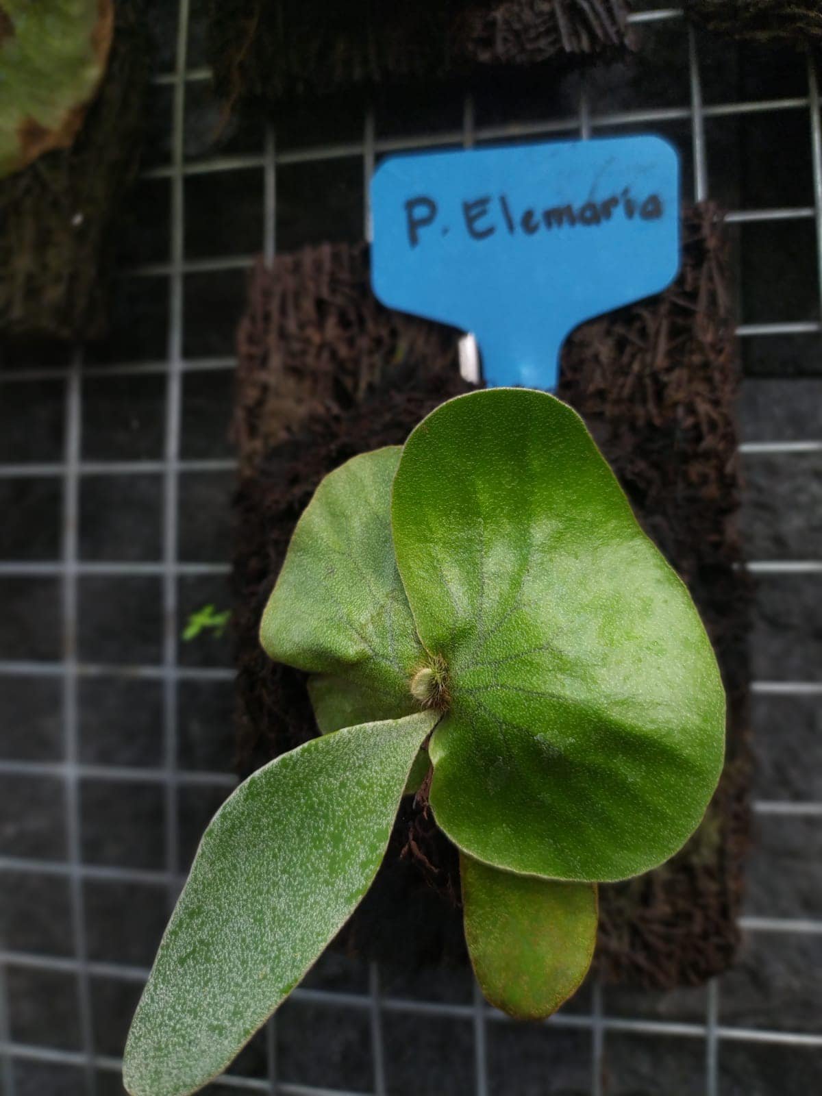 Platycerium Elemaria 2