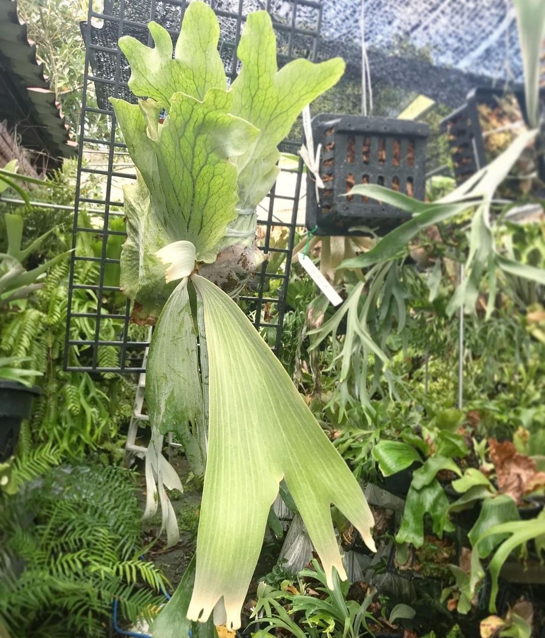 Platycerium Andinum