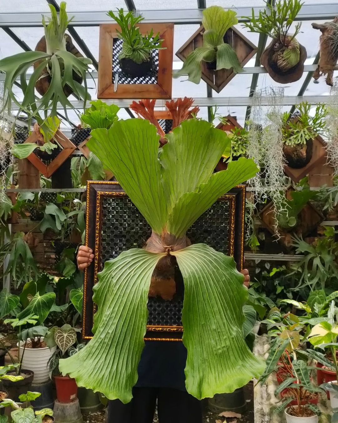 Platycerium Elephantotis 2