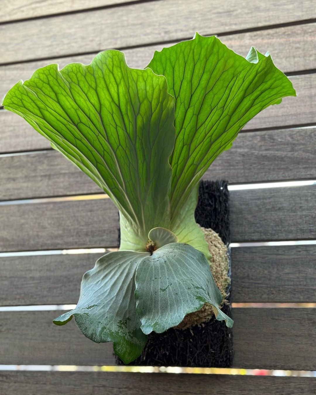 Platycerium Elephantotis