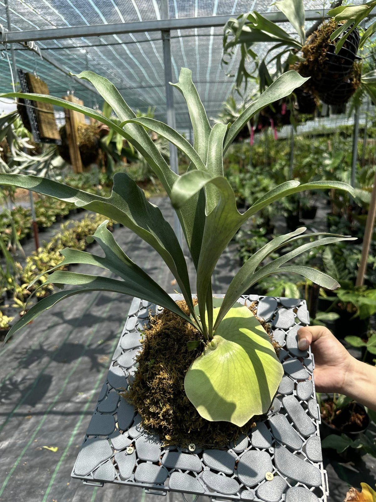 Platycerium Alcicorne