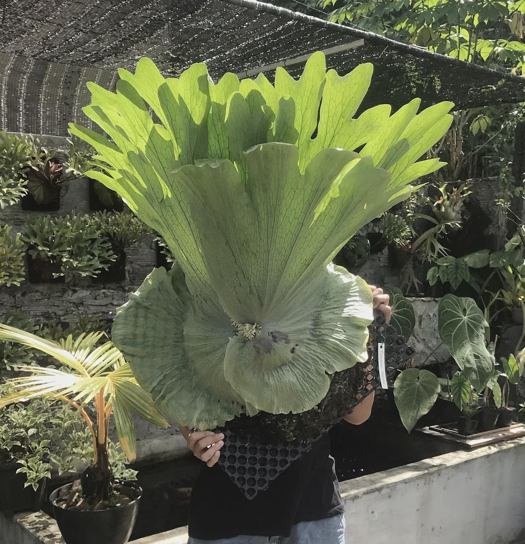 Platycerium Wandae