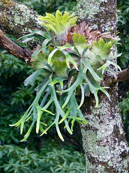 Platycerium Bifurcatum 3